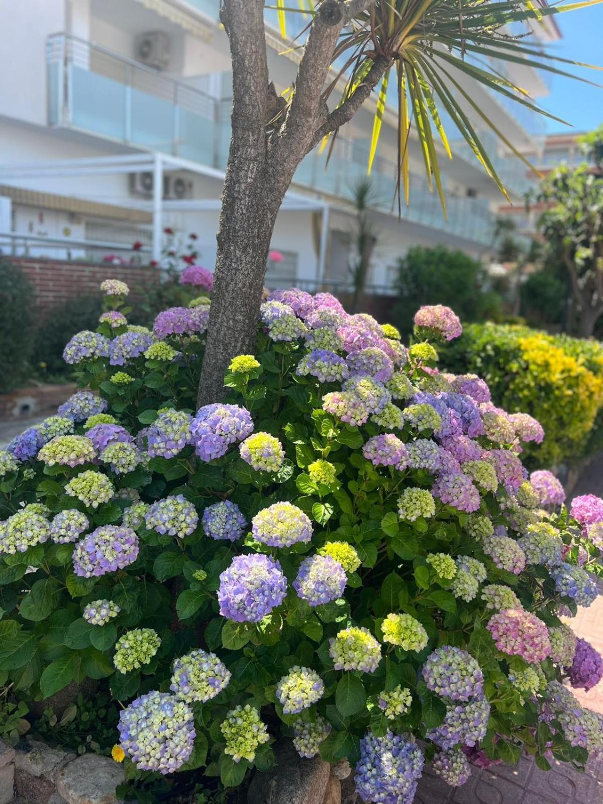 Apcostas Els Pins Lotus Apartment Blanes Exterior foto