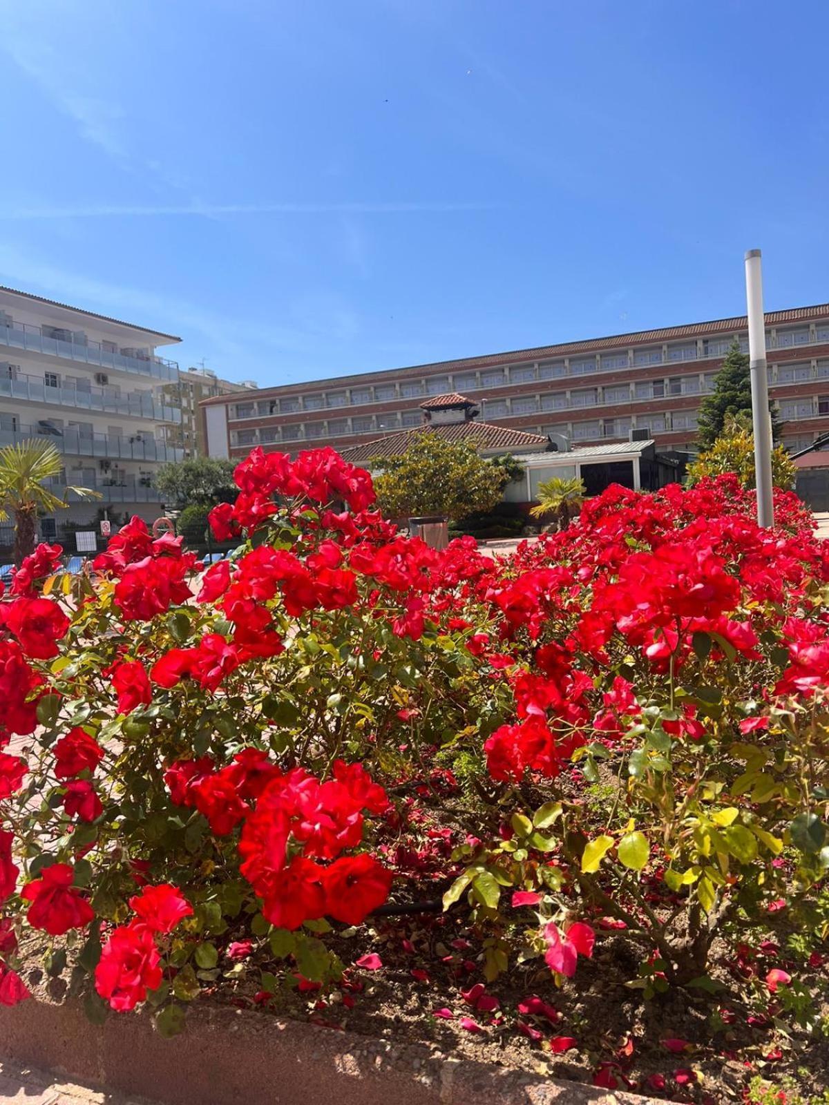 Apcostas Els Pins Lotus Apartment Blanes Exterior foto